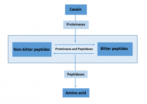 چگونگی تشکیل و تجزیه پپتیدهای تلخ در طی رسیدن پنیر
